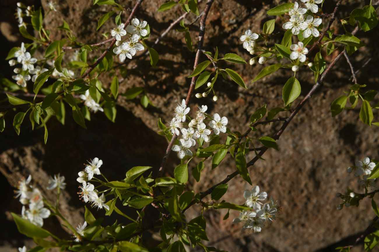 Изображение особи семейство Rosaceae.