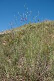 Delphinium paniculatum. Цветущее растение. Краснодарский край, Темрюкский р-н, мыс Железный Рог, приморская степь. 07.06.2015.