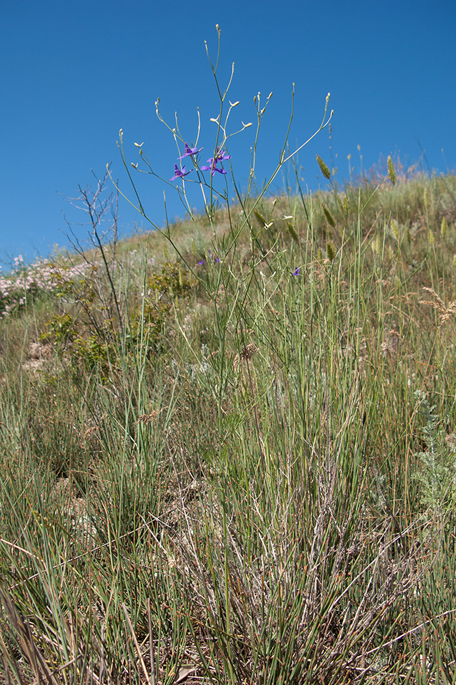 Image of Delphinium paniculatum specimen.