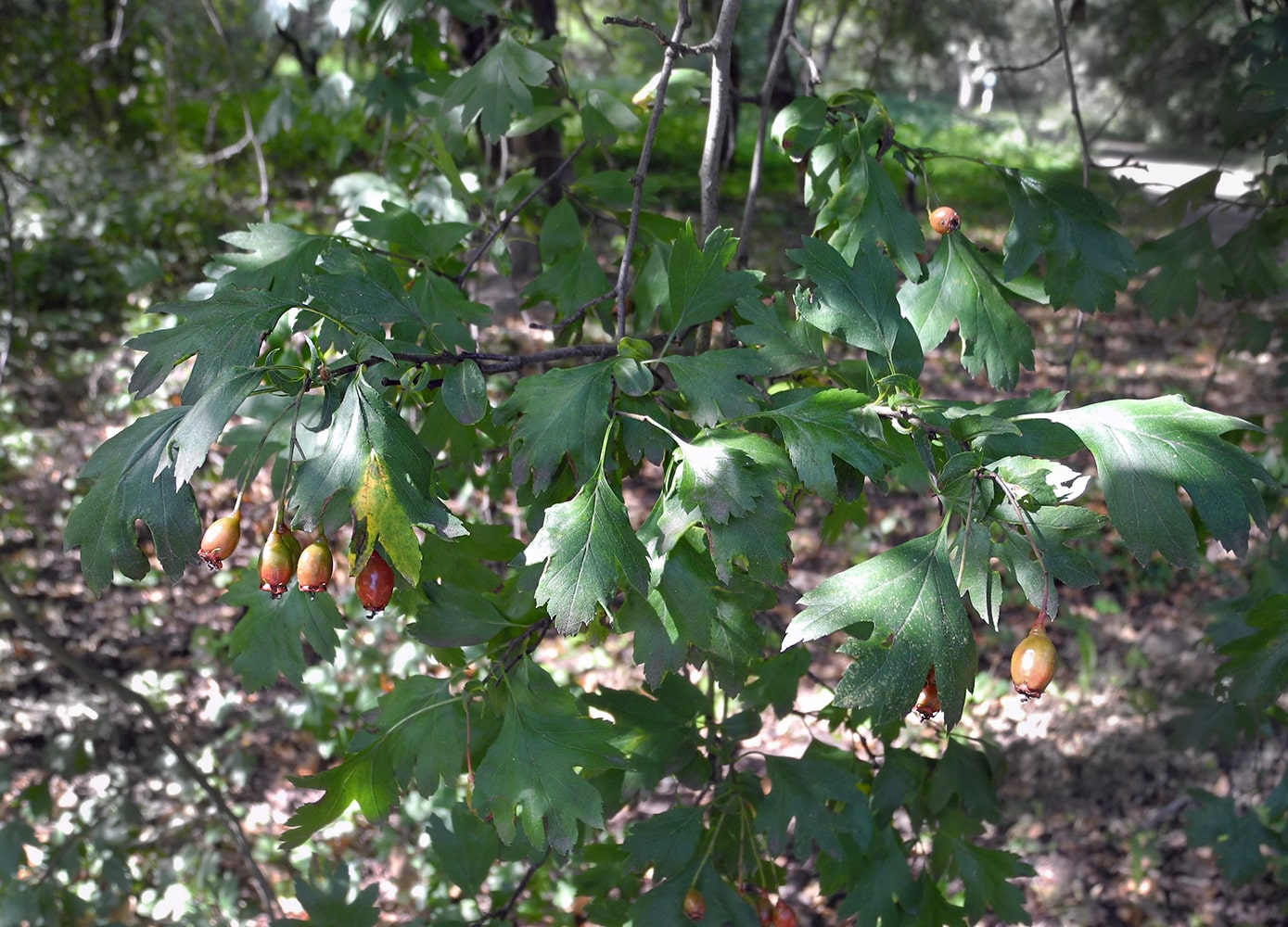 Image of Crataegus turcomanica specimen.
