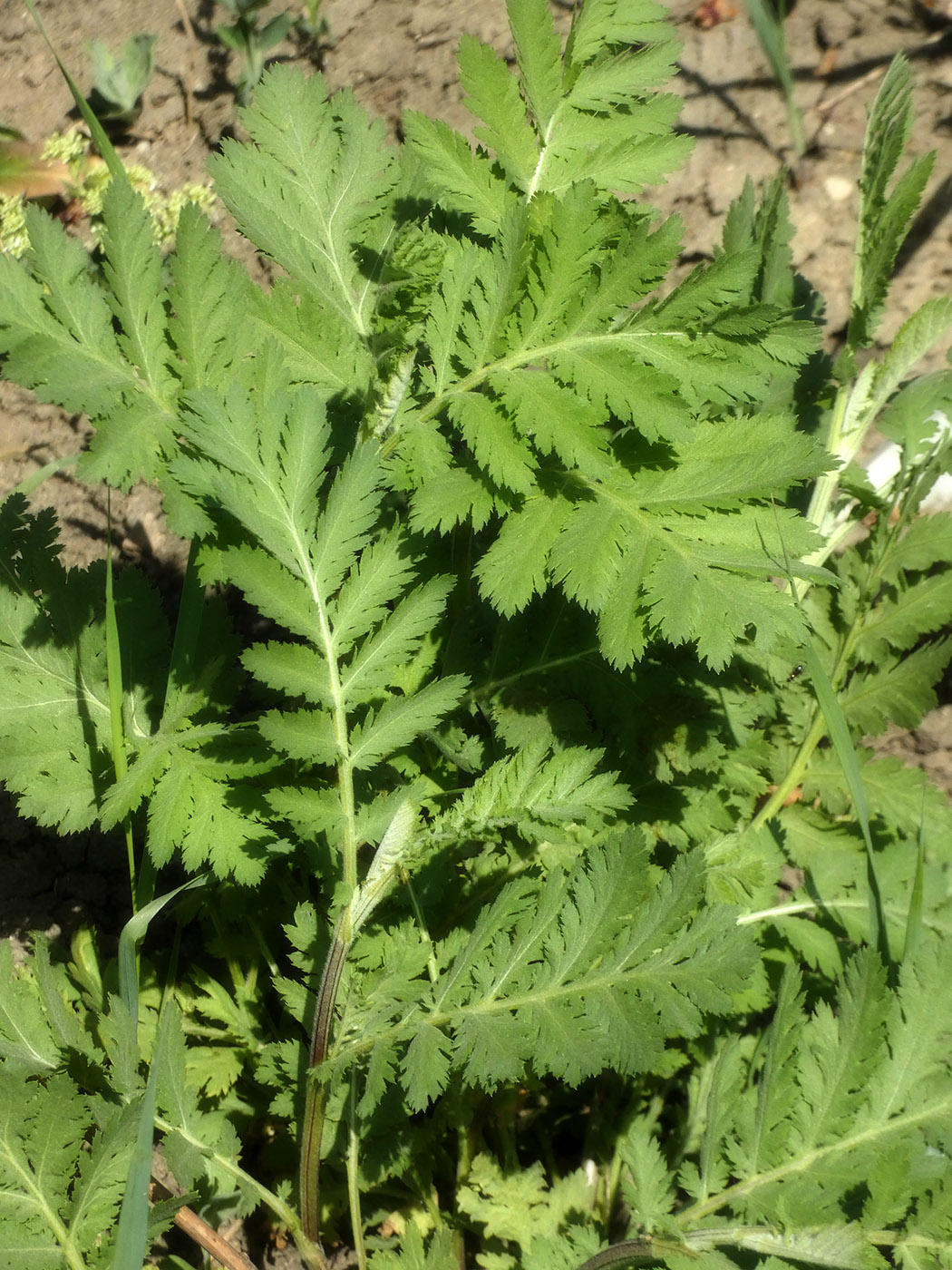 Image of Unknown species specimen.