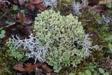 Cladonia foliacea