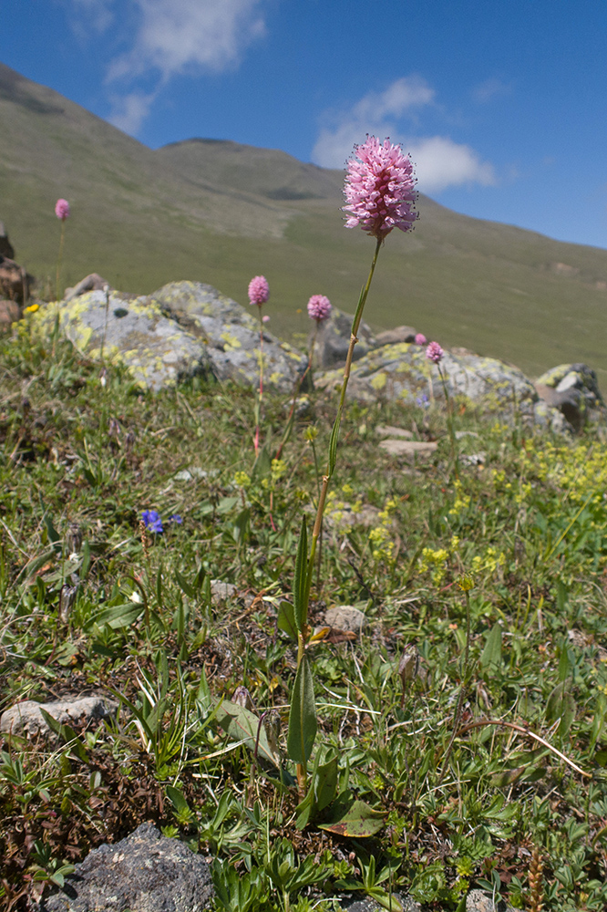 Изображение особи Bistorta carnea.