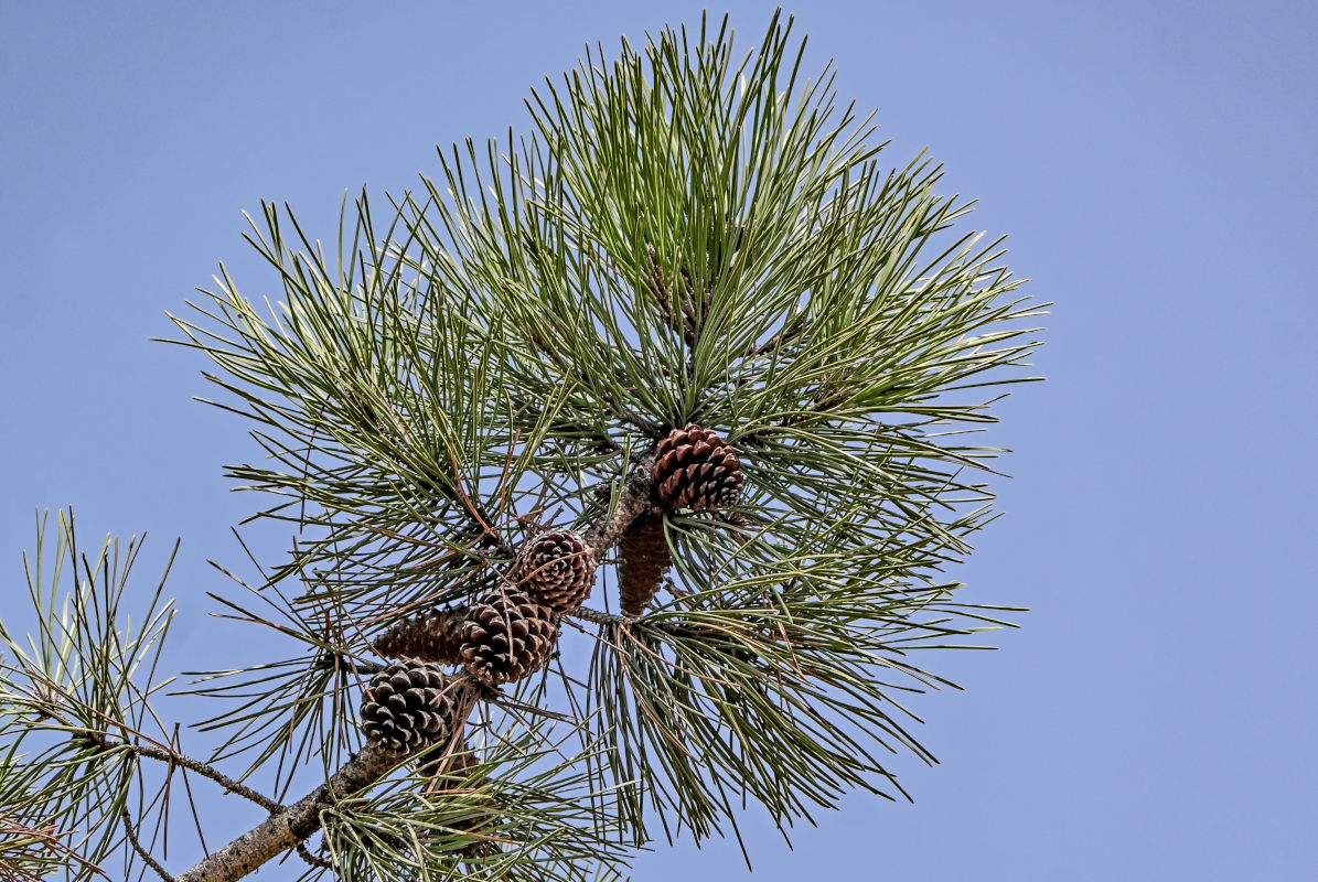 Изображение особи Pinus pinaster.