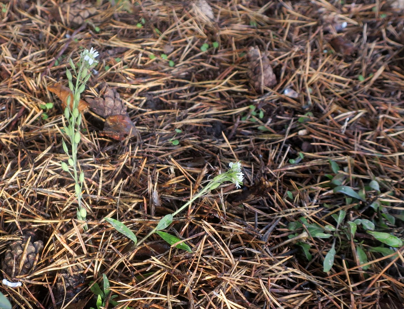 Image of Berteroa incana specimen.