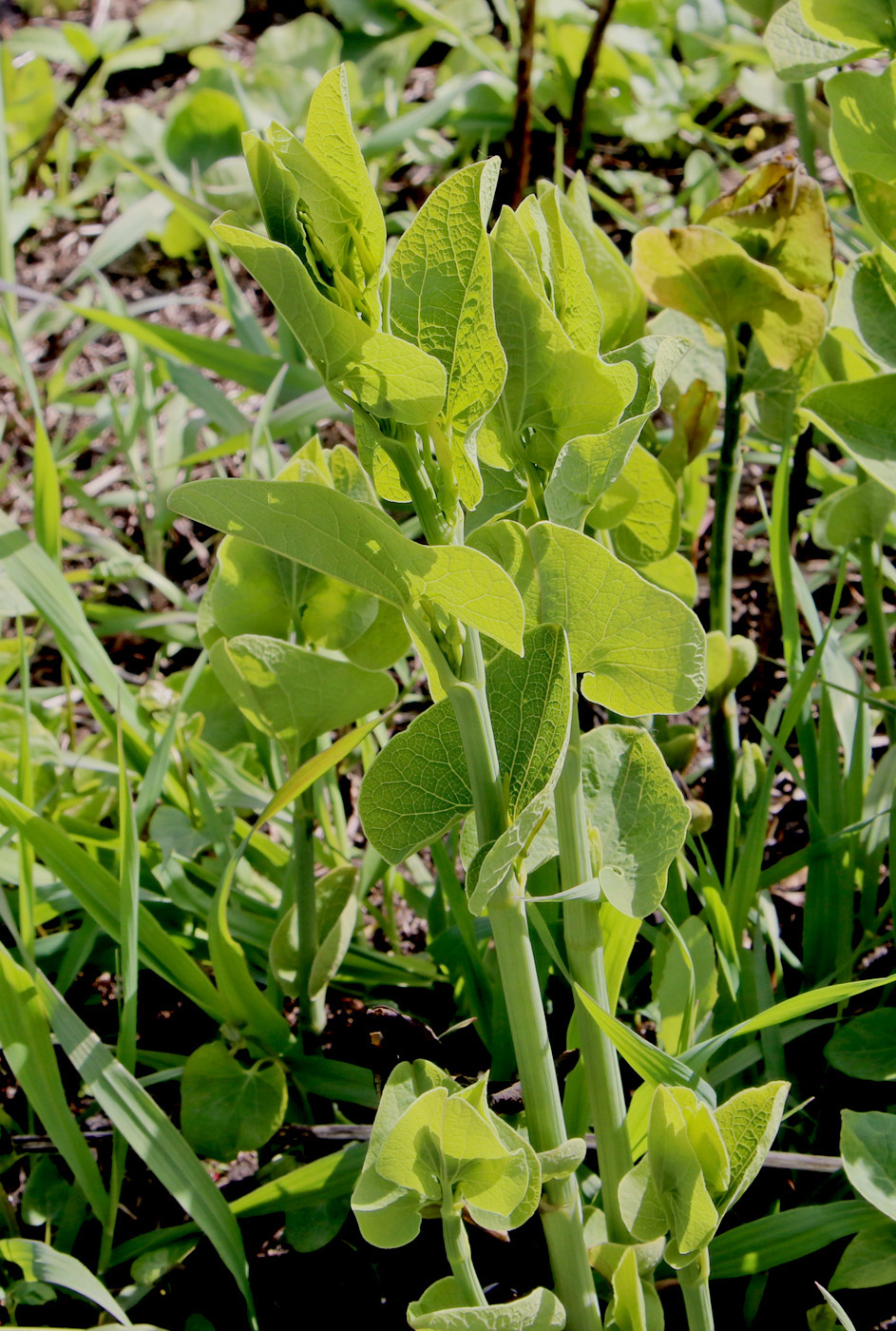 Image of Aristolochia clematitis specimen.