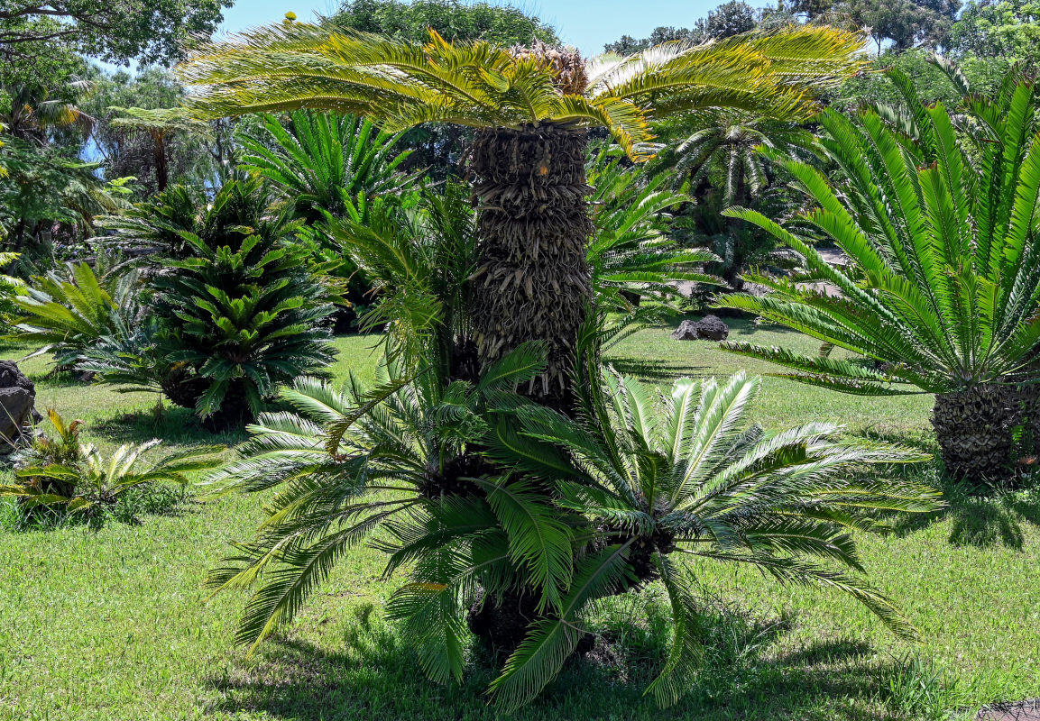 Изображение особи Cycas revoluta.