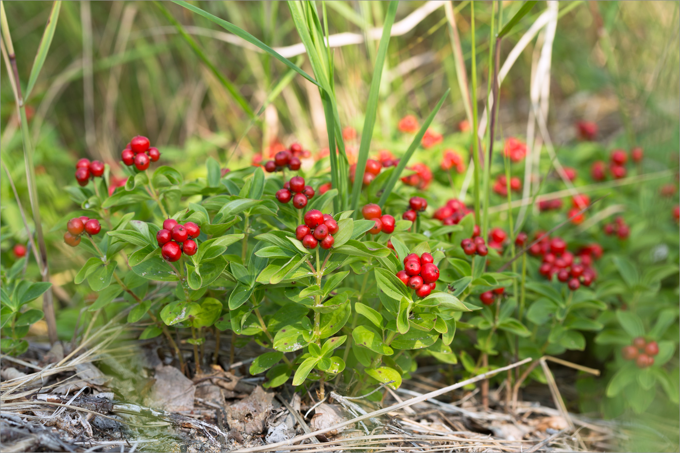 Изображение особи Chamaepericlymenum suecicum.