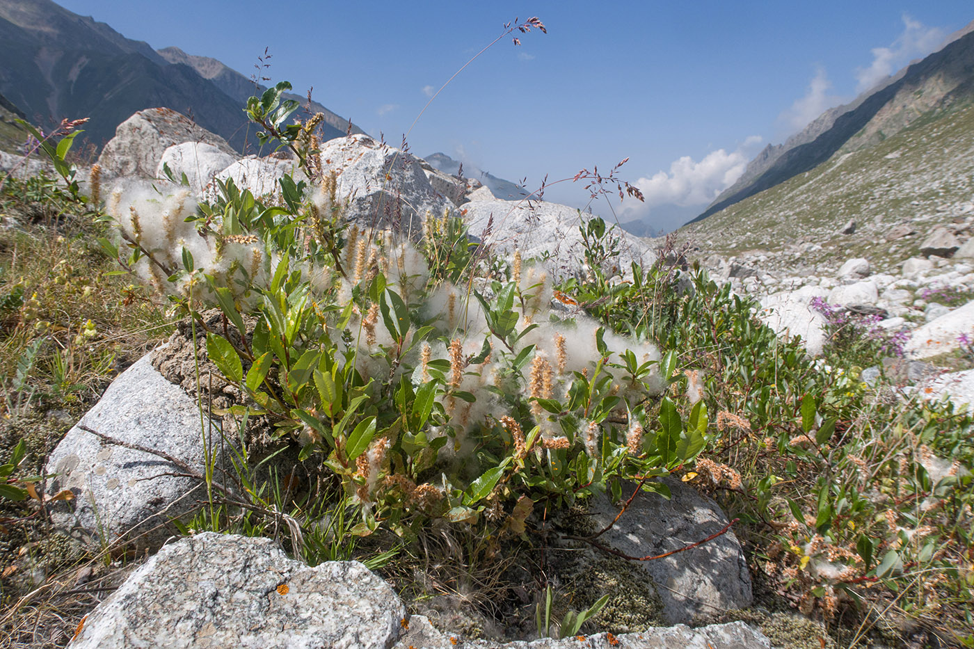 Изображение особи род Salix.