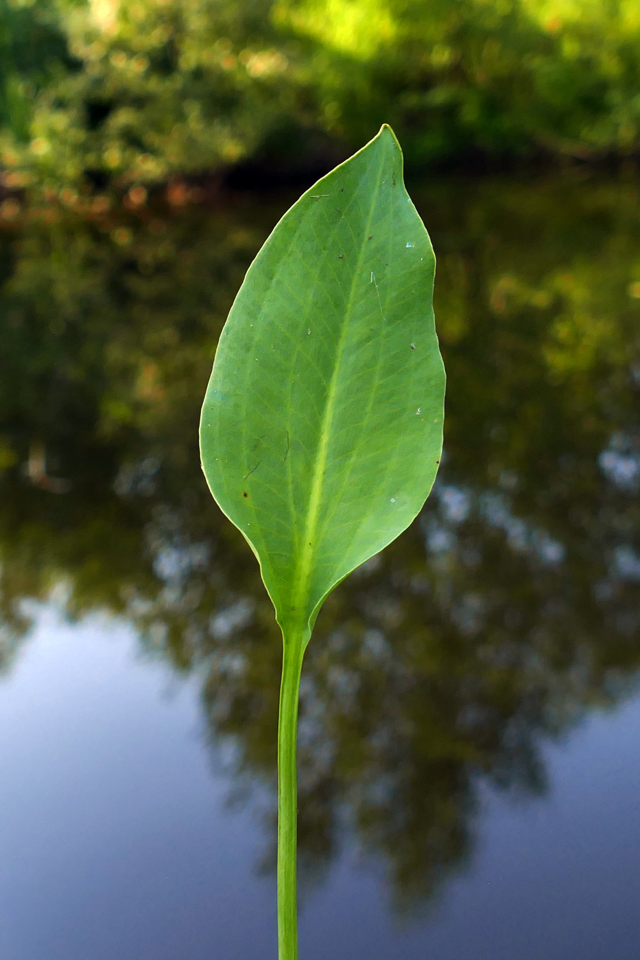 Image of Alisma gramineum specimen.