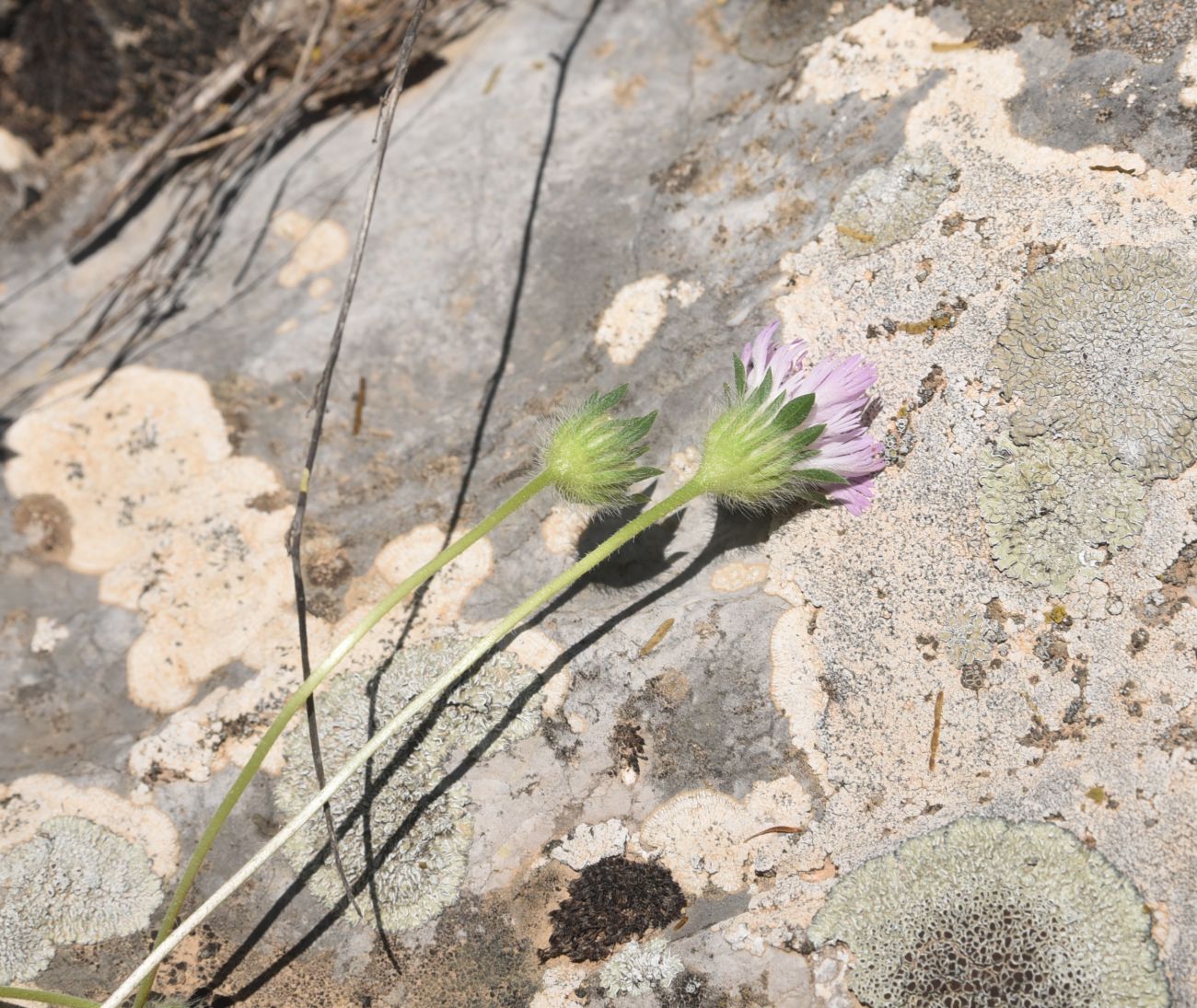 Image of Unknown species specimen.