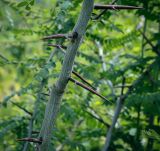 Gleditsia triacanthos. Часть ствола. Абхазия, Гудаутский р-н, окр. с. Лдзаа, берег водоотводного канала. 12.06.2025.