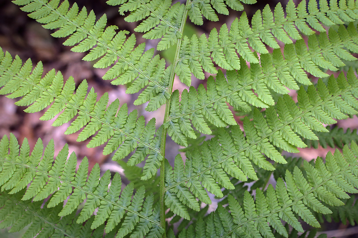 Изображение особи Athyrium filix-femina.