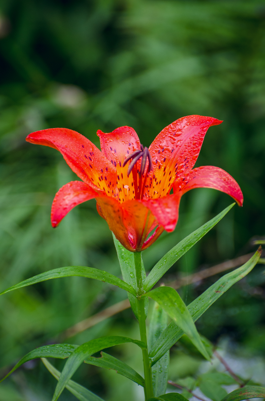 Image of Lilium pensylvanicum specimen.