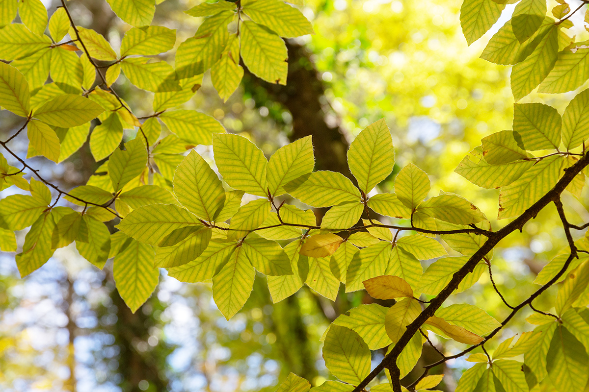 Изображение особи Fagus × taurica.