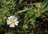 Cistus monspeliensis