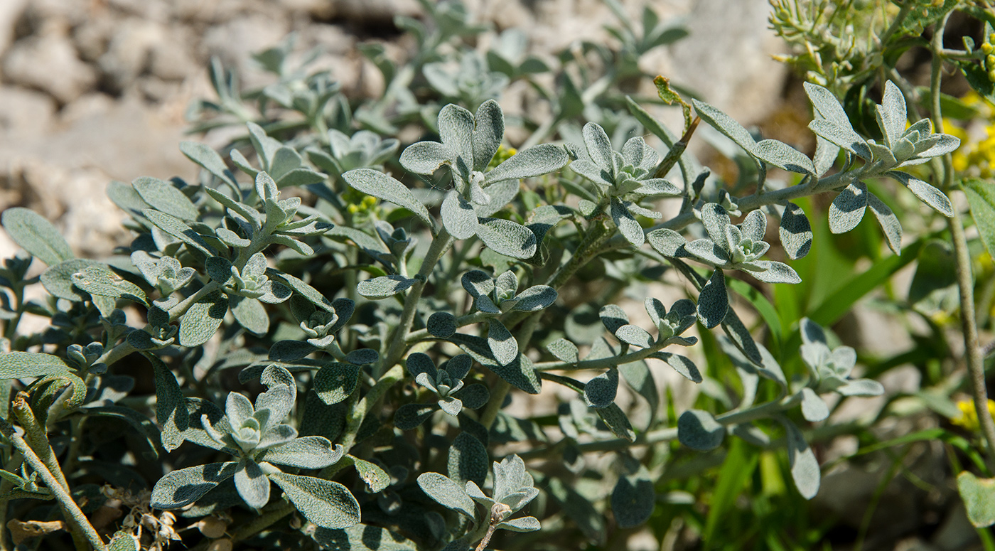 Image of Odontarrhena tortuosa specimen.