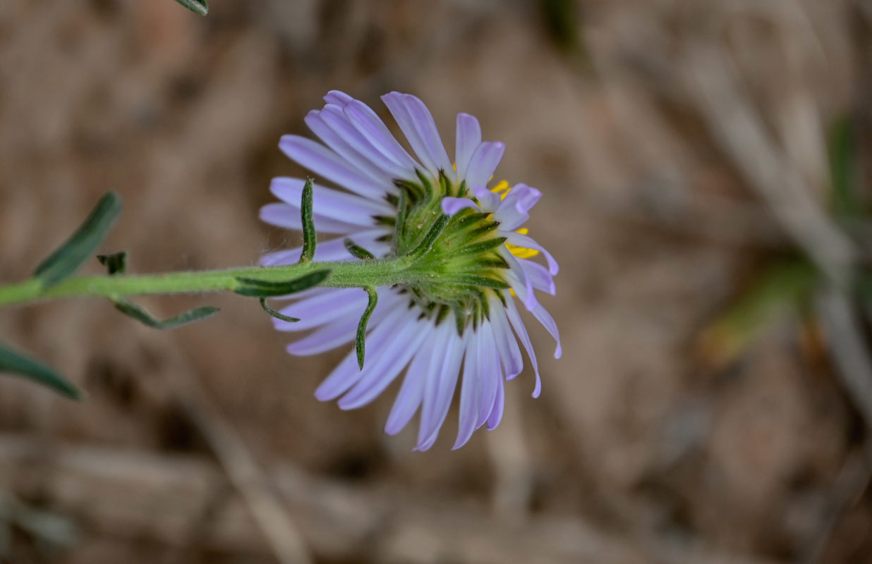 Изображение особи Heteropappus altaicus.