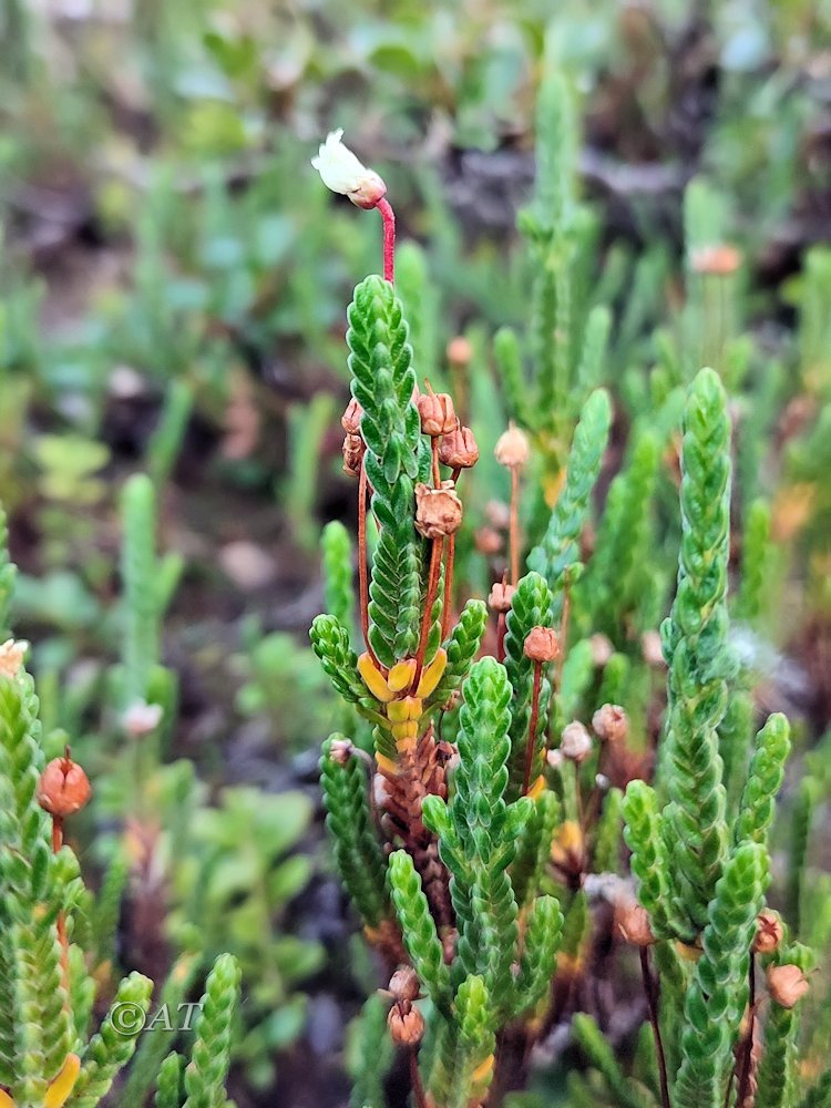 Изображение особи Cassiope tetragona.