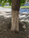 Aesculus hippocastanum. Ствол. Волгоград, бул. Энгельса 36, озеленение. 15.05.2026.