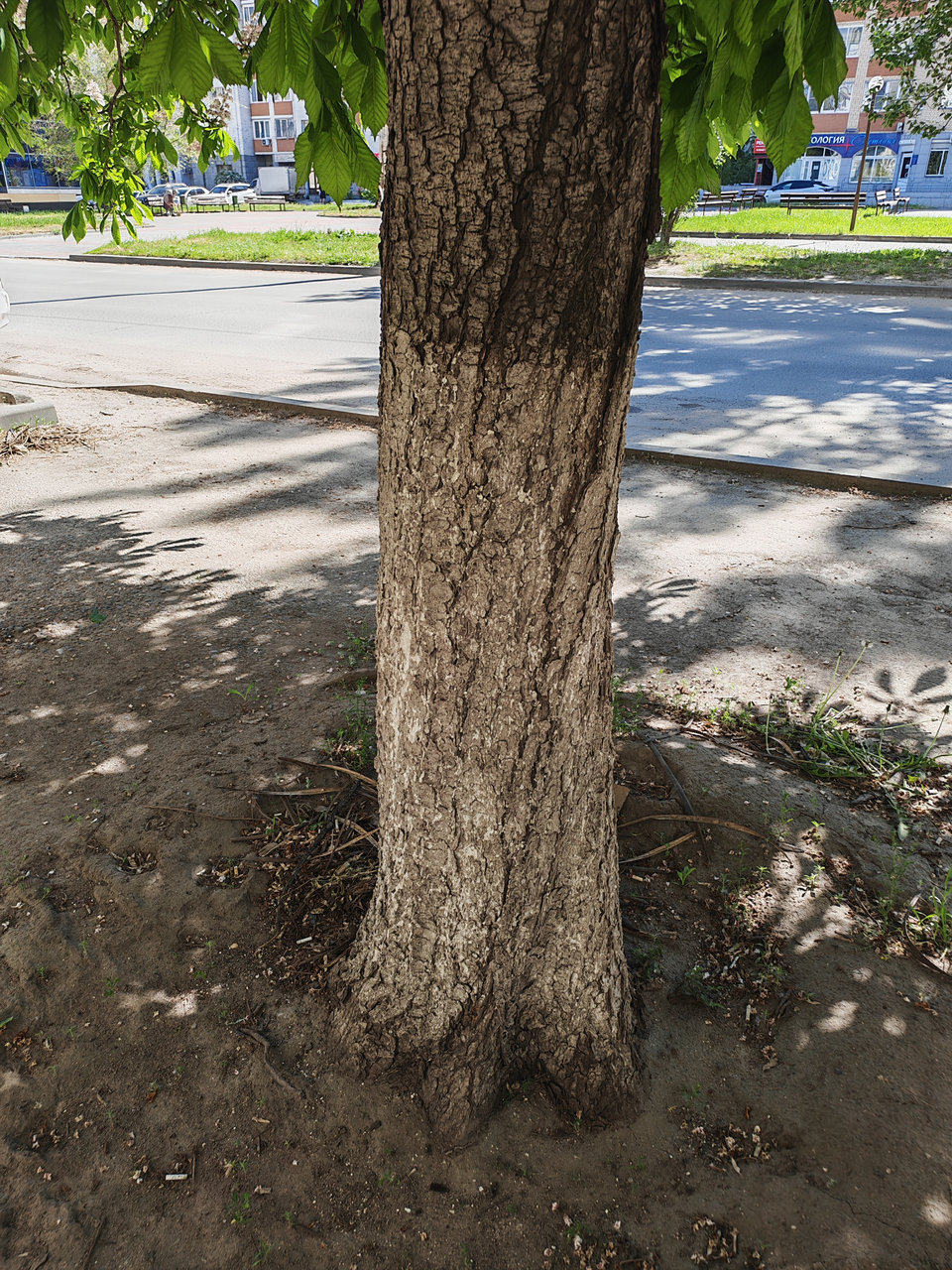 Изображение особи Aesculus hippocastanum.
