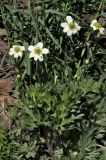 genus Anemone. Цветущее растение. Белгородская обл., пос. Ракитное, ул. Сосновая, 2, в культуре. 21 мая 2026 г.
