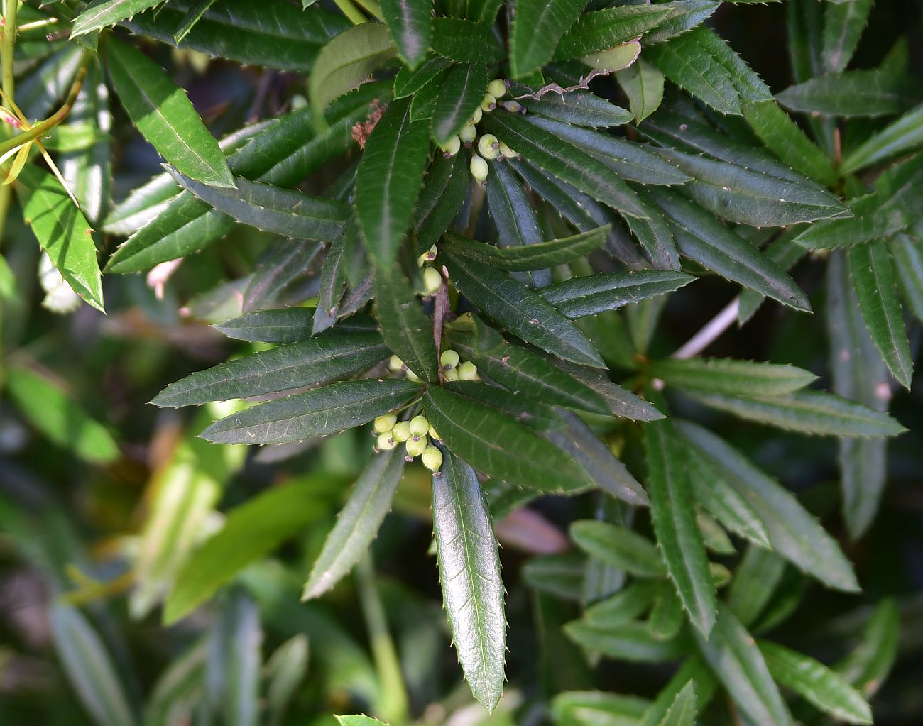 Image of genus Berberis specimen.