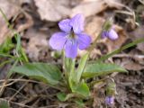 Viola hirta