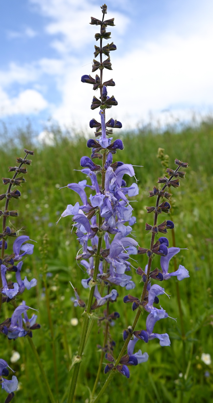 Изображение особи Salvia pratensis.