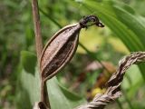 Cypripedium calceolus. Прошлогодний плод. Ленинградская обл., Ломоносовский р-н, окр. пос. Глядино, сырой луг на известняке. 7 июня 2026 г.