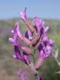 Astragalus varius