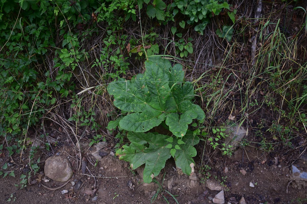 Изображение особи род Heracleum.