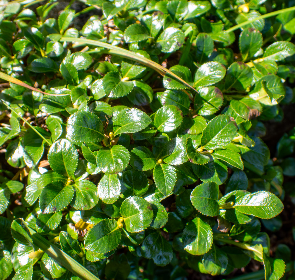 Image of Salix vyshinii specimen.
