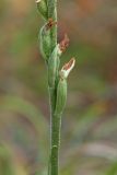 Spiranthes spiralis. Нижняя часть соцветия с завязавшимися плодами. Краснодарский край, Крымский р-н, окр. станицы Неберджаевская, ур. Темрючки, старый плодовый сад, зарастающий Crataegus и Carpinus orientalis, в междурядье. 19.09.2026.