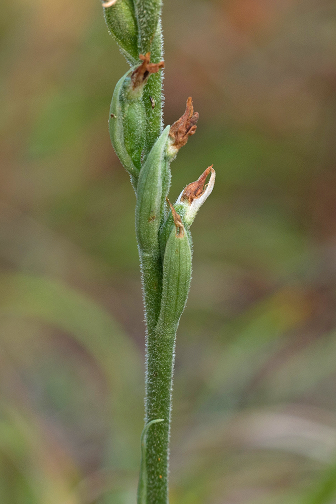 Image of Spiranthes spiralis specimen.