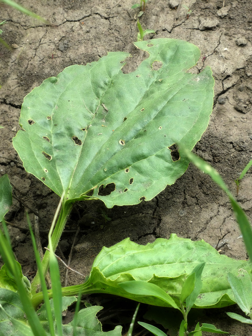 Изображение особи Plantago major.