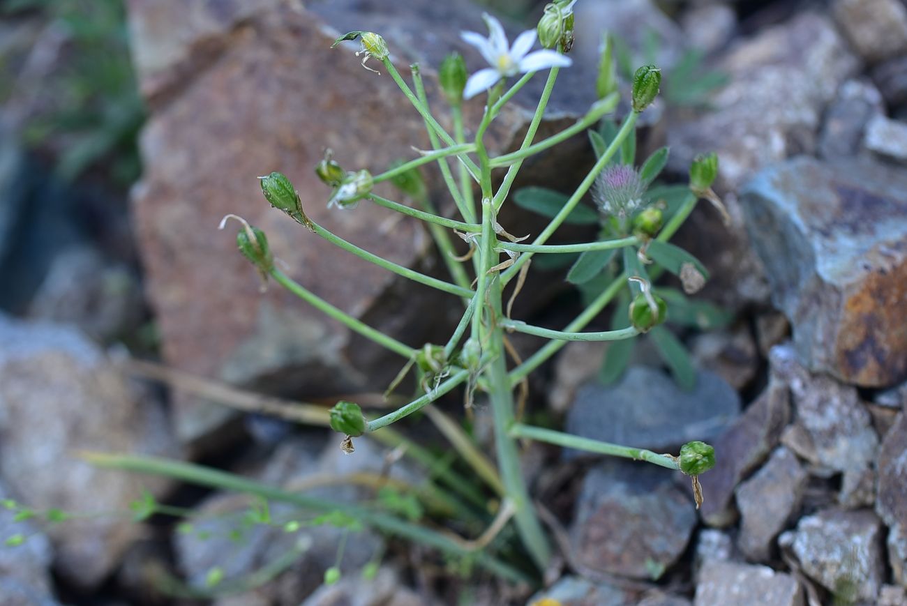 Image of Unknown species specimen.