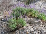Perovskia scrophulariifolia