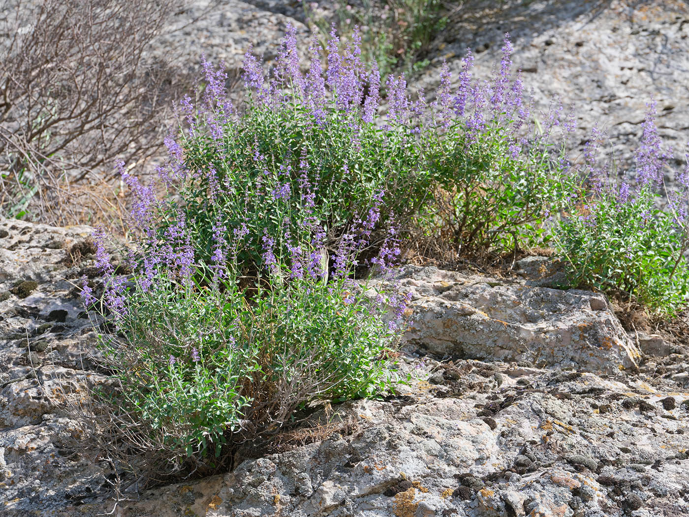 Image of Perovskia scrophulariifolia specimen.