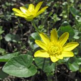Ficaria stepporum