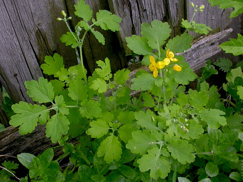 Image of Chelidonium majus specimen.