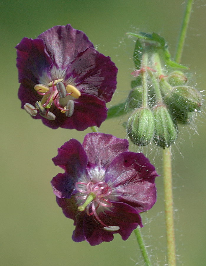 Image of Geranium phaeum specimen.