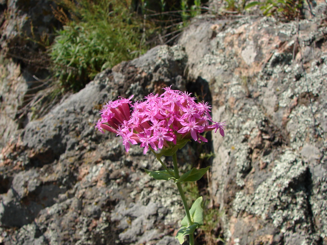 Image of Silene hypanica specimen.