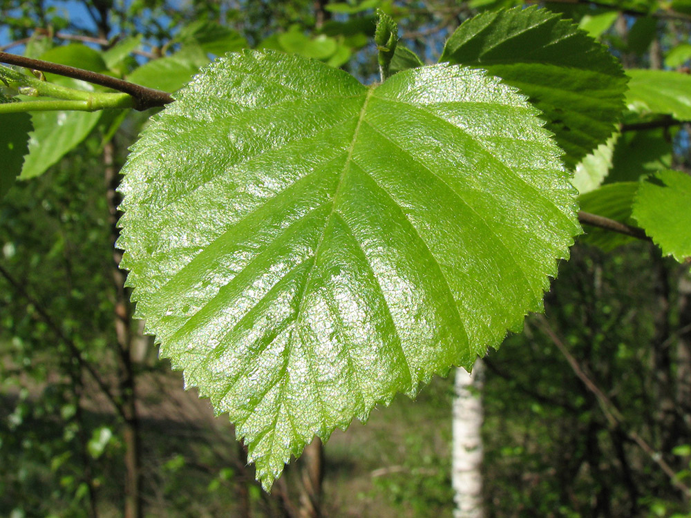 Image of Betula pubescens specimen.