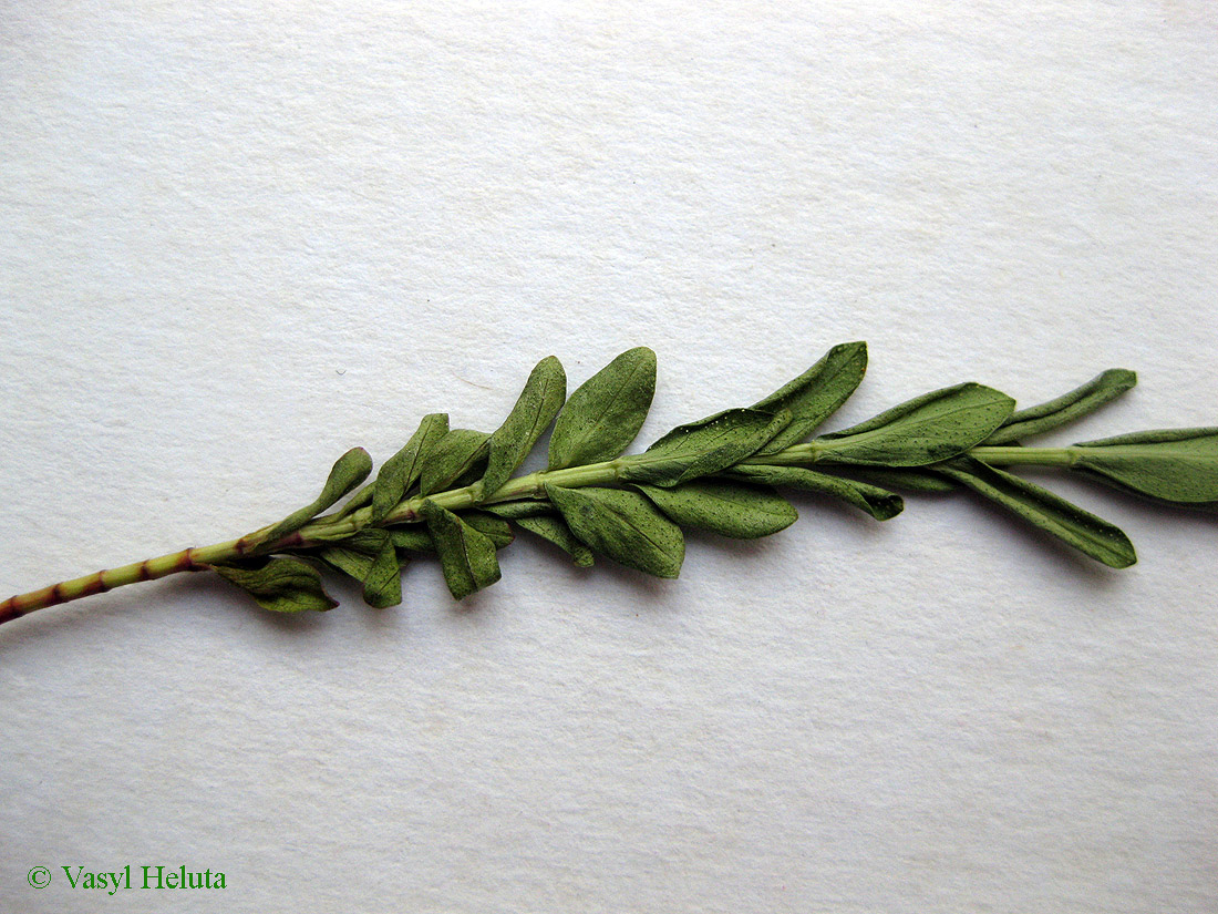 Image of Hypericum olympicum specimen.