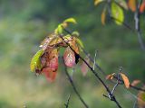 Frangula alnus