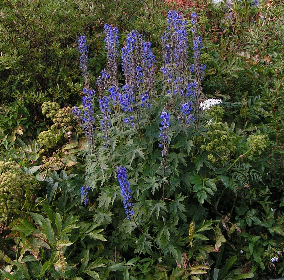 Image of Delphinium inconspicuum specimen.