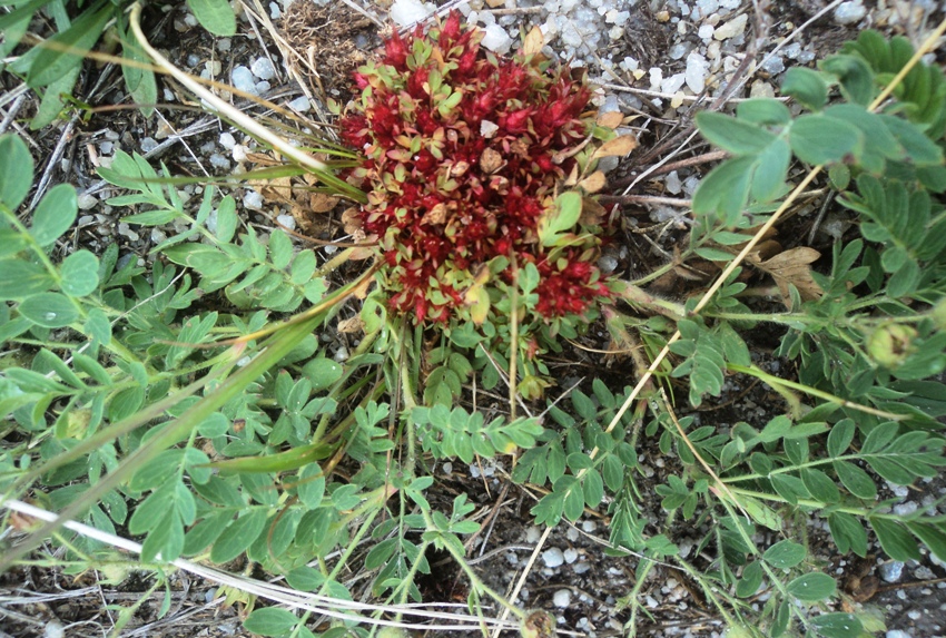 Изображение особи Potentilla bifurca.