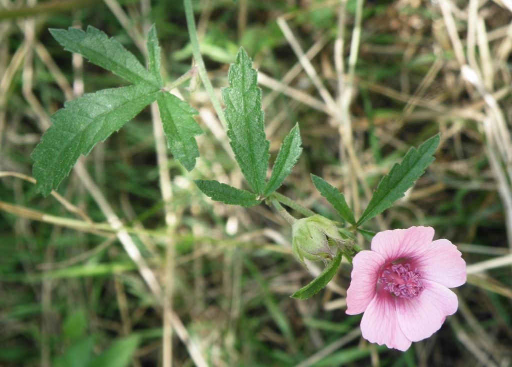 Изображение особи Althaea cannabina.