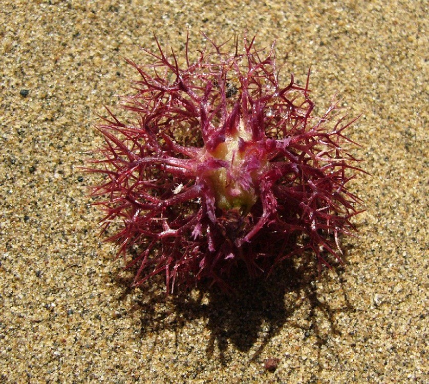 Image of Calligonum rubescens specimen.